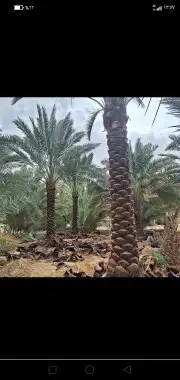 مقاول نخيل 4