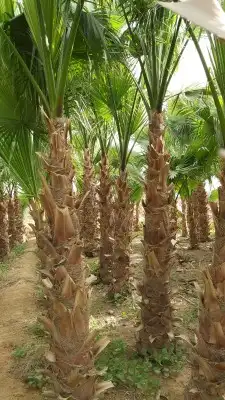 تسوير المزارع والأراضي وتركيب شبوك الملاعب 3