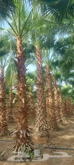 نخيل وشنطوني جميع المقسات درجه اولا ابو مروحه 3