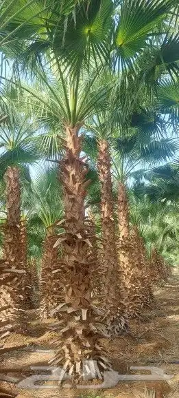 نخيل وشنطوني جميع المقسات درجه اولا ابو مروحه 6