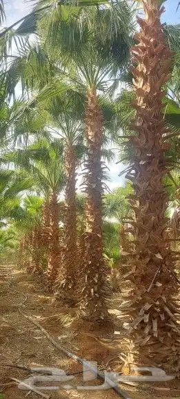 نخيل وشنطوني جميع المقسات درجه اولا ابو مروحه 1