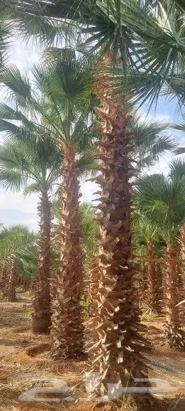 نخيل وشنطوني جميع المقسات درجه اولا ابو مروحه 5