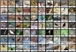 مندوب توصل حيونات اليفه من الرياض الى الدمام الخبر البحرين 0