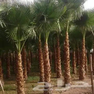 تصميم وتنسيق حدائق حديثه ابو ريان 1