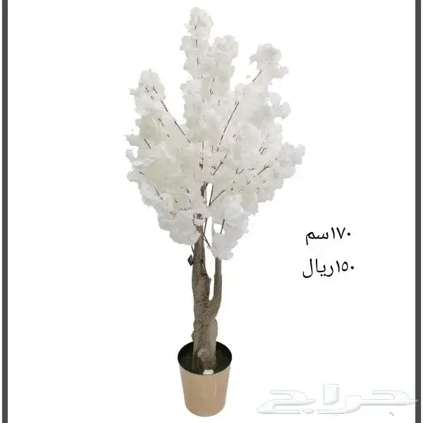 شجر بورد ملون 11