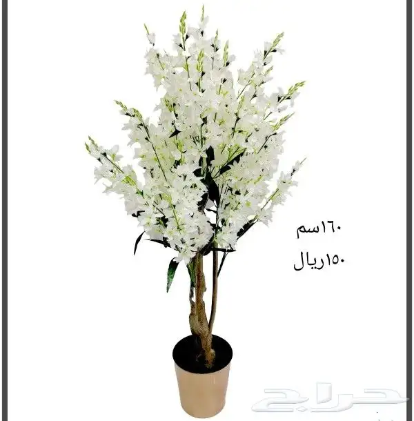 شجر بورد ملون 10