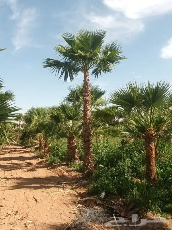 نخيل وشنطوني جميع المقسات درجه اولا ابو مروحه 0