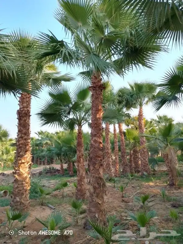 نخيل وشنطوني جميع المقسات درجه اولا ابو مروحه 4