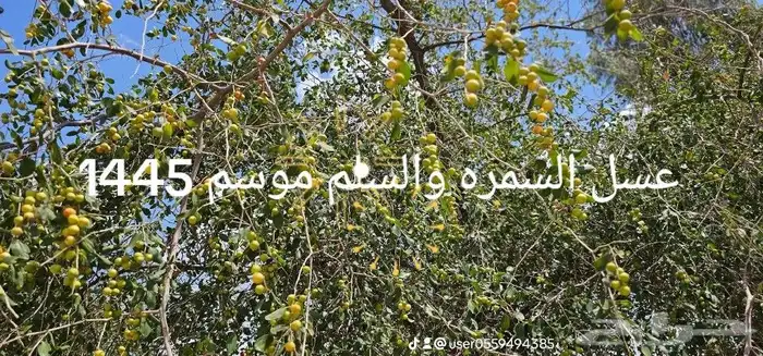 عسل النحل البري (عسل سدر) او سمره الكيلو 300ريال والصحن 400 11