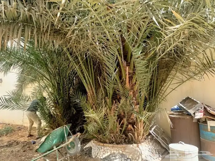 قص الاشجاروالنخيل وترحيل النخيل والاشجار 4