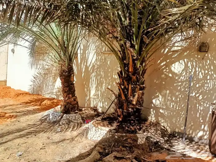 قص الاشجاروالنخيل وترحيل النخيل والاشجار 5