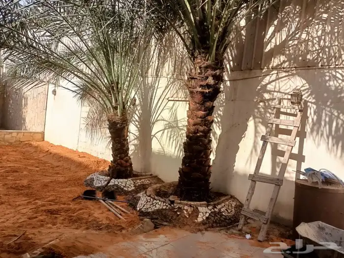 قص الاشجاروالنخيل وترحيل النخيل والاشجار 6