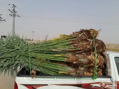 يوجد لدينا جميع انواع النخيل 3