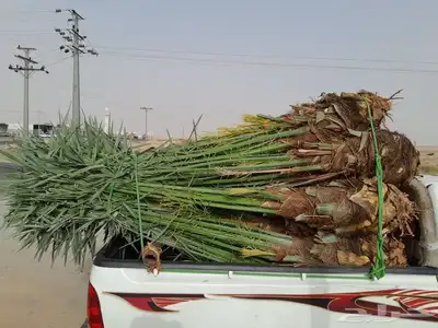 يوجد لدينا جميع انواع النخيل 2