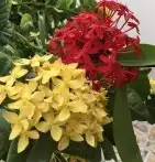 شتلات نباتات اشجار زينه مثمر عطريات وتوصيل لبيتك 8