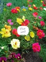 شتلات نباتات اشجار زينه مثمر عطريات وتوصيل لبيتك 9