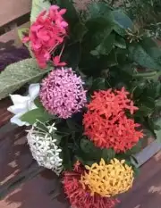 شتلات نباتات اشجار زينه مثمر عطريات وتوصيل لبيتك 7