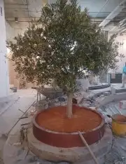 اشجار زيتون 8