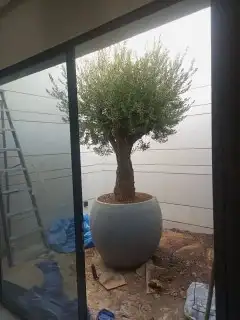 اشجار زيتون 9