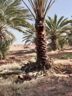 يوجد لدينا جميع انواع النخيل 8