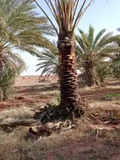 يوجد لدينا جميع انواع النخيل 9
