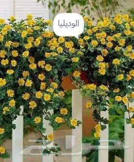 شتلات نباتات اشجار زينه مثمر عطريات وتوصيل لبيتك 5