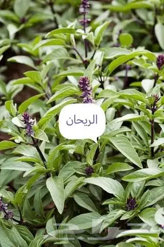شتلات نباتات اشجار زينه مثمر عطريات وتوصيل لبيتك 3