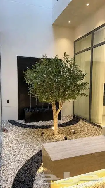 اشجار زيتون صناعي 3