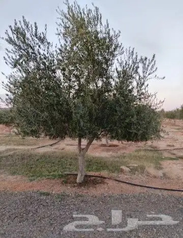 اشجار زيتون 0