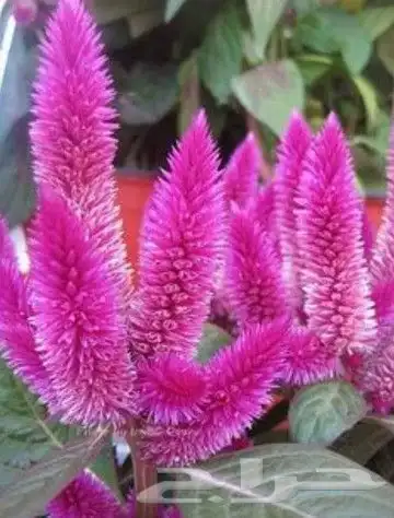 شتلات نباتات اشجار زينه مثمر عطريات وتوصيل لبيتك 1