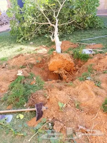 قص الاشجاروالنخيل وترحيل النخيل والاشجار 9