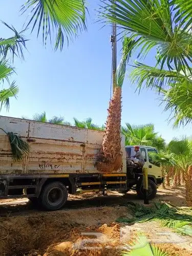 قص الاشجاروالنخيل وترحيل النخيل والاشجار 8