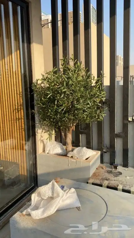 اشجار زيتون صناعي 7