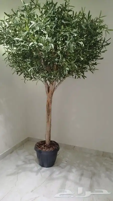 اشجار زيتون صناعي 2