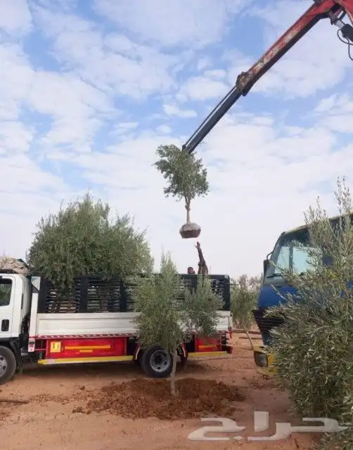 اشجار زيتون 4