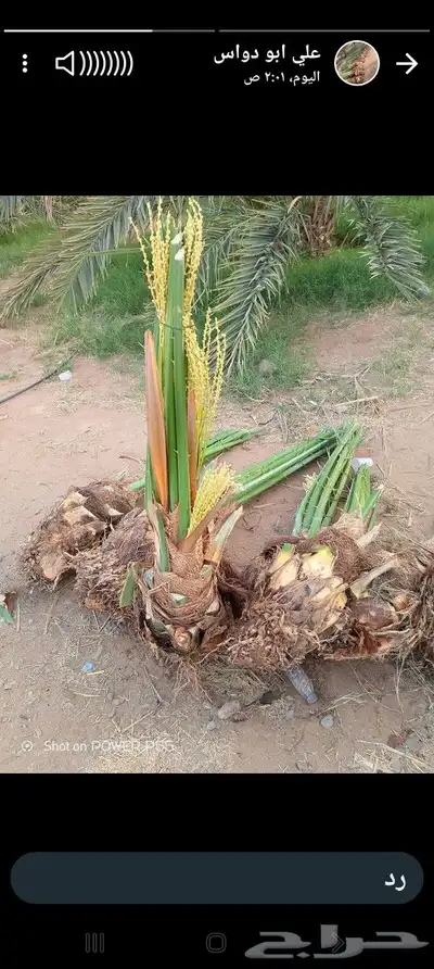 يوجد لدينا جميع انواع النخيل 0