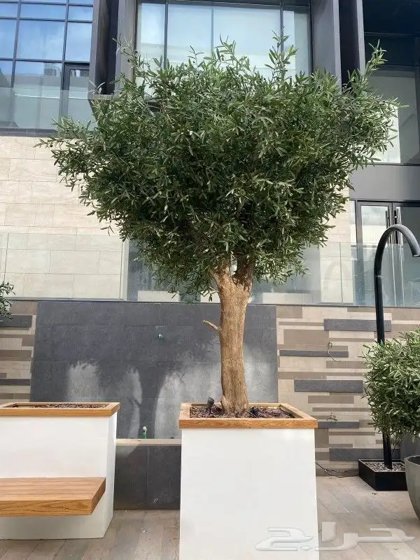 اشجار زيتون صناعي 8