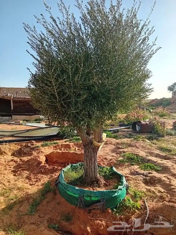 اشجار زيتون 3
