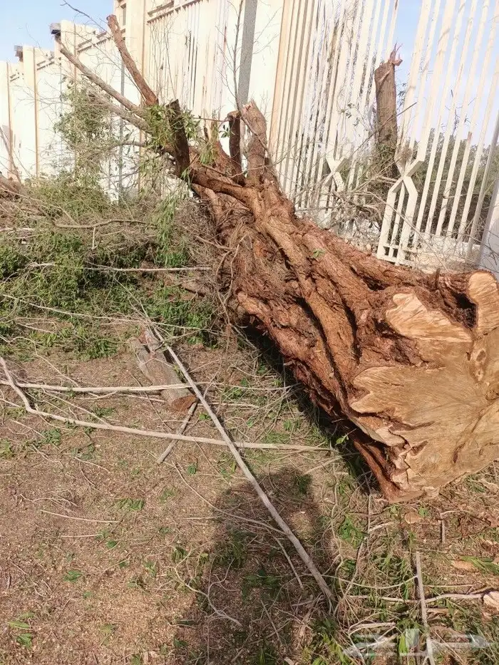 قص الاشجاروالنخيل وترحيل النخيل والاشجار 3