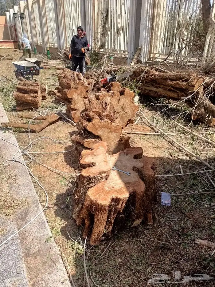 قص الاشجاروالنخيل وترحيل النخيل والاشجار 2