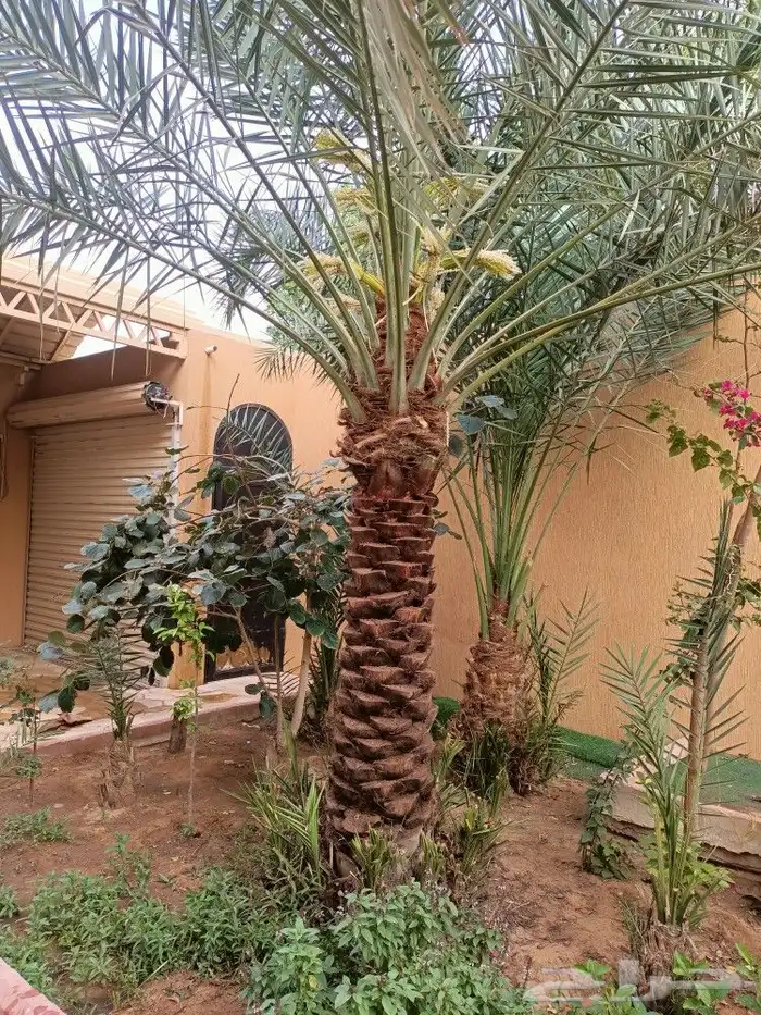 قص الاشجاروالنخيل وترحيل النخيل والاشجار 0