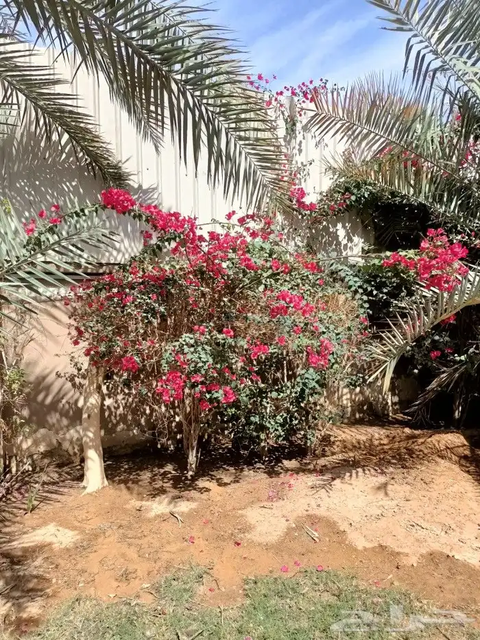 قص الاشجاروالنخيل وترحيل النخيل والاشجار 7