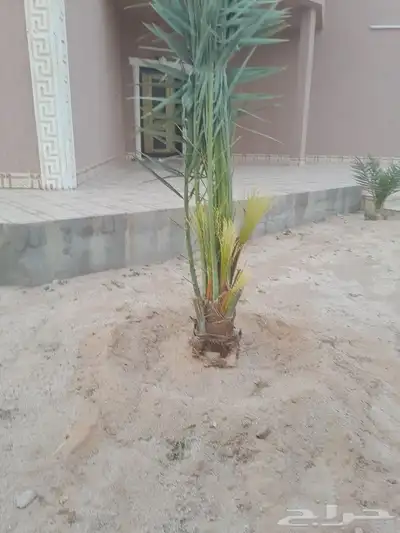 يوجد لدينا جميع انواع النخيل 1