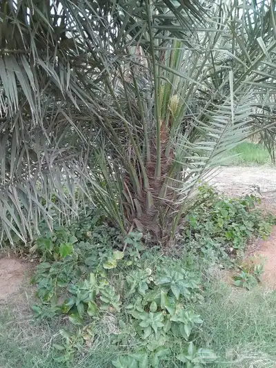 يوجد لدينا جميع انواع النخيل 4
