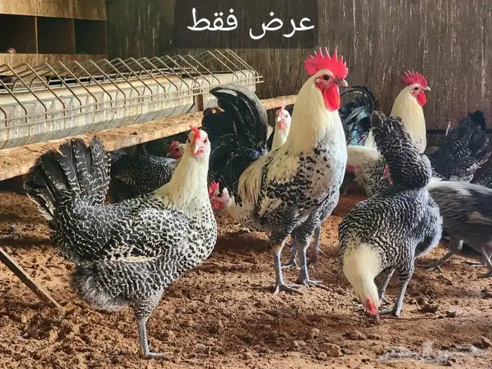 بيض مخصب 90 بالميه جروم كبيره 5