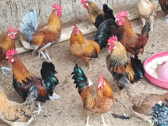 بيض بلدي للمائده أو للفقاسه جميع الالوان 5