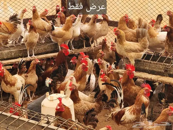 بيض مخصب 90 بالميه جروم كبيره 2