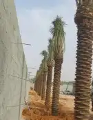 زراعه النخل وأشجار الزينه 6