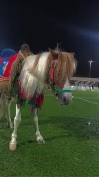 خصم خاص تأجير سيسي وبوني وخيل 2