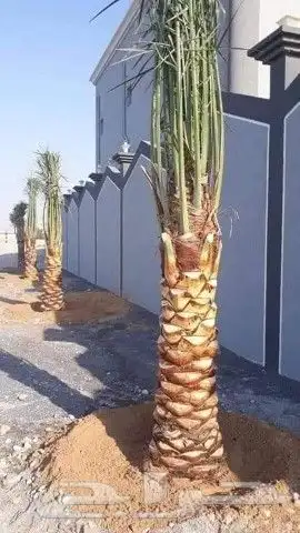 نقوم بتركيب الشبوك المجلفنه وسياج الأمني بجميع انواعها وتوري 7